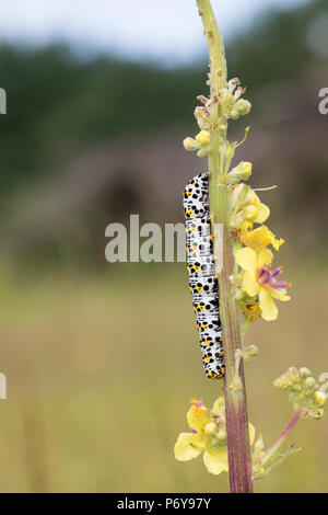 Königskerzenmönch Königskerzen-Mönch Wollkrauteule,,, Wollkrauteule, Brauner Mönch, Raupe frisst, Shargacucullia verbasci un Königskerze, Cucullia ver Banque D'Images