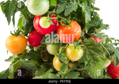 Plant de tomates cerises libre. Banque D'Images