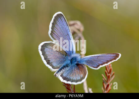 Photo en gros plan d'argent cloutés avec des ailes de papillon bleu et ouvert à partir de ci-dessus. coup à réduire la profondeur de champ sur la réserve naturelle de Canford Heath, Poole Banque D'Images