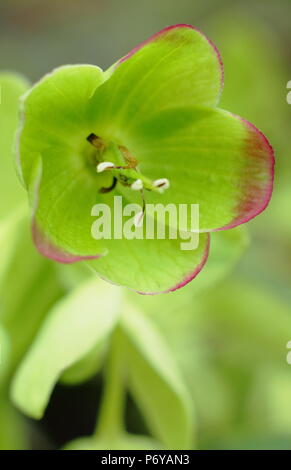 Helleborus foetidus. L'hellébore fétide en fleur dans un jardin à la fin de l'hiver aux frontières, UK Banque D'Images