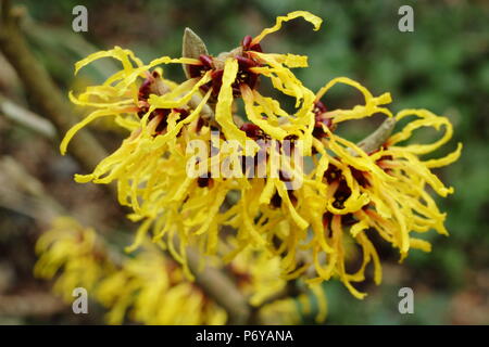 × intermedia Hamamelis hamamélis Aurora en fleur dans un jardin anglais en hiver, UK Banque D'Images