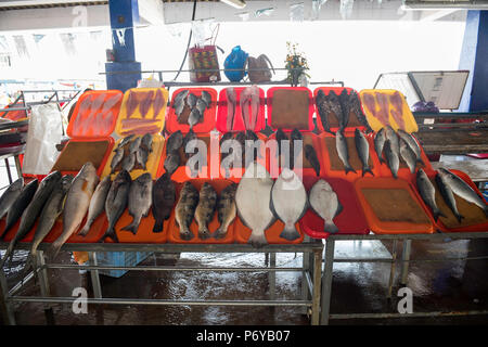 Vente de poissons différents dans les bacs de couleurs avec de la glace pour maintenir la température. Banque D'Images