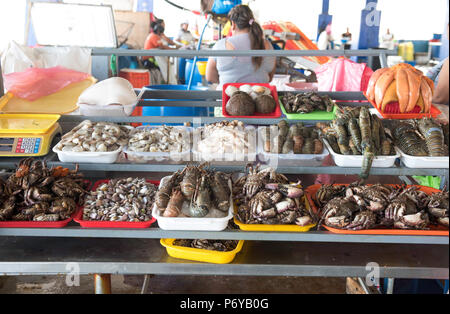 Vente de palourdes, moules, crevettes, poulpes et autres fruits de mer frais sur des plateaux de couleurs différentes Banque D'Images