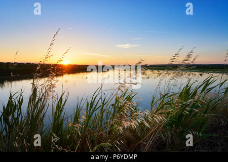 Rizières au coucher du soleil. Comporta, Alentejo, Portugal Banque D'Images