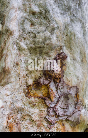 Closeup of old la pinetree surface texturée Banque D'Images