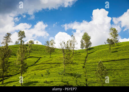 Sri Lanka, Nuwara Eliya, plantation de thé Banque D'Images