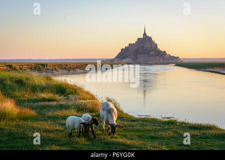 Des moutons paissant sur les marais salés au lever du soleil en face de l'île à marée du Mont Saint-Michel en Normandie, France. Banque D'Images