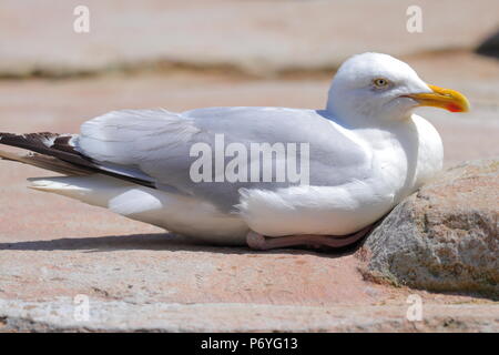 Une mouette se repose dans l'attente de temps d'alimentation dans le boîtier de pingouin à Paradise Park, à Cornwall, dans l'espoir de voler un en-cas. Banque D'Images