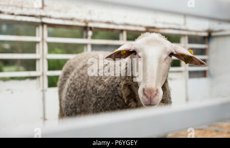 Les moutons se trouve seul en camion de bétail Banque D'Images