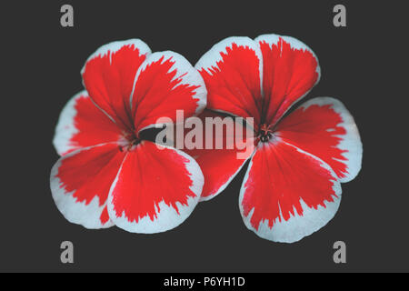 Fleur de géranium rouge sang intense sur fond de cendres grises. Belle image de fleurs en premier plan avec la couleur rouge vif et un arrière-plan sombre. Banque D'Images