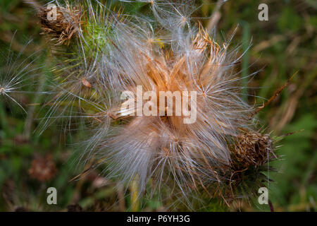 Spear Thistle, Cirsium vulgare, campagne allemande Banque D'Images