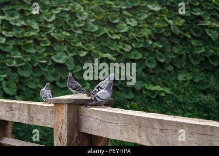 Quatre pigeons sauvages debout sur balustrade de bois en face du mur vert foncé Banque D'Images