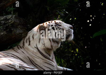 Tigre blanc regardant paisiblement dans le ciel au zoo de Singapour. Banque D'Images