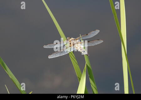 Libellule, (Anisoptera), nord-ouest de l'Angleterre, Royaume-Uni Banque D'Images