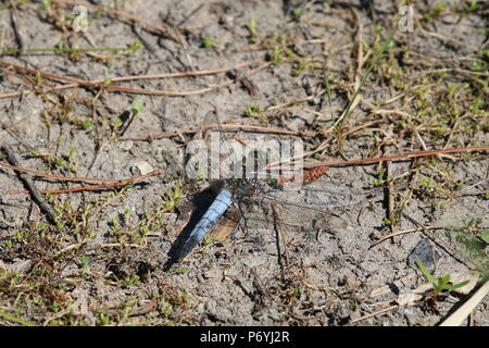 Libellule, (Anisoptera), nord-ouest de l'Angleterre, Royaume-Uni Banque D'Images