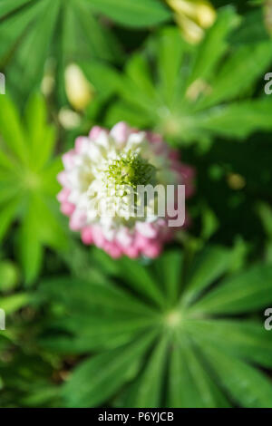 Passage tiré d'un rose et blanc, Lupin Le lupin (Lupinus) fleur. UK Banque D'Images