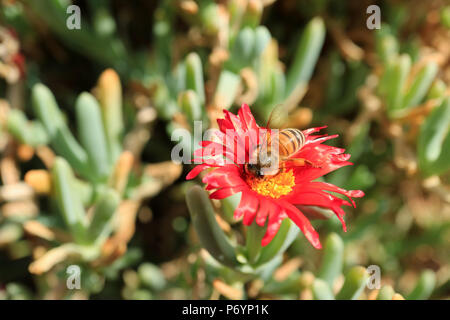 Nectar d'Abeille sur couleur rouge brillant karkalla, plantes grasses les plantes fleurissent, selective focus et l'arrière-plan flou Banque D'Images