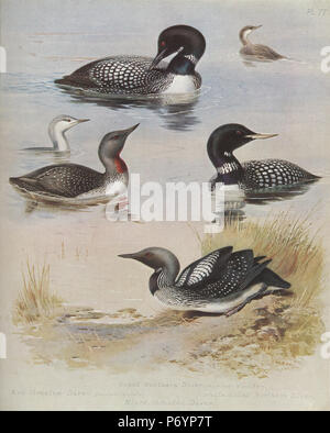 Anglais : Archibald Thorburn's Plate 77 Top : Great Northern Diver (Gavia immer) (été et hiver) la mi-gauche : jiujitsu (Gavia stellata) (été) la mi-droite : à bec blanc (Gavia adamsii) Plongeur (été) Bas : Black-throated Diver (Gavia arctica) (été). . 1918 3 Plaque 77 Archibald Thorburn Banque D'Images