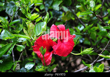 Close-up de fleurs rouges d'hibiscus rosa-sinensis avec étamines rouge Banque D'Images