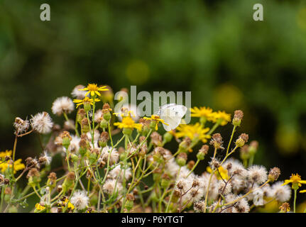 Couleur extérieure d'un seul portrait de Pieris rapae, choux blanc papillon blanc assis sur une fleur jaune dans un champ de pissenlits Banque D'Images