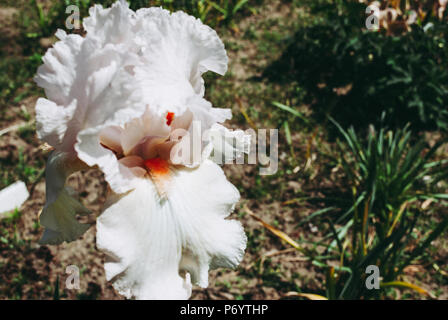 Grande Fleur D'iris Blanc Au Printemps En Fleurs En Provence France Banque  D'Images et Photos Libres De Droits. Image 191579343