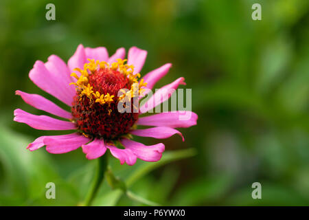 Résumé belle texture d'un pollen zinnia rose et fond flou with copy space Banque D'Images