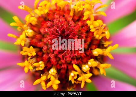 Belle texture avec du pollen d'une goutte de pluie zinnia et arrière-plan flou Banque D'Images