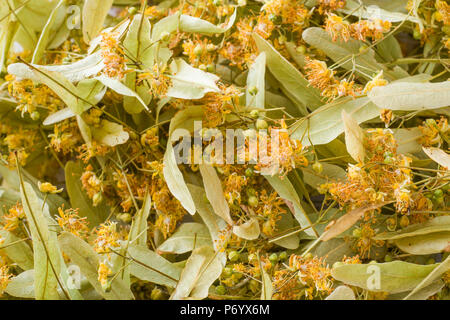 Fond Floral fleurs de tilleul. Close up. Banque D'Images