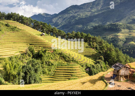Une hutte sur pilotis se situe sur une colline de terrasses de riz au moment de la récolte, Mu Cang Chai Yen Bai Province, Vietnam, Asie du Sud-Est Banque D'Images
