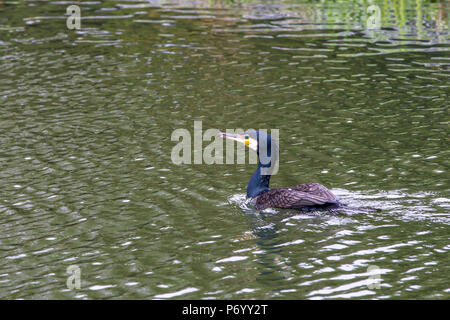 Cormorant. Phalacrocurax cabo (Phalacrocoracidés) dans la région de Abington Park Lake, Northampton, Royaume-Uni Banque D'Images