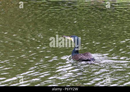 Cormorant. Phalacrocurax cabo (Phalacrocoracidés) dans la région de Abington Park Lake, Northampton, Royaume-Uni Banque D'Images
