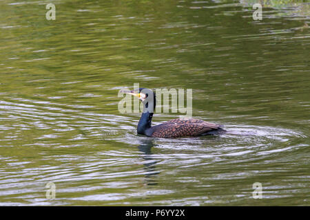 Cormorant. Phalacrocurax cabo (Phalacrocoracidés) dans la région de Abington Park Lake, Northampton, Royaume-Uni Banque D'Images