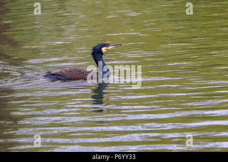 Cormorant. Phalacrocurax cabo (Phalacrocoracidés) dans la région de Abington Park Lake, Northampton, Royaume-Uni Banque D'Images