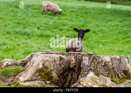 Agneaux jouer autour d'une souche d'arbre, le Northamptonshire. Banque D'Images