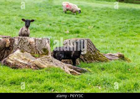 Agneaux jouer autour d'une souche d'arbre, le Northamptonshire. Banque D'Images