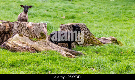 Agneaux jouer autour d'une souche d'arbre, le Northamptonshire. Banque D'Images