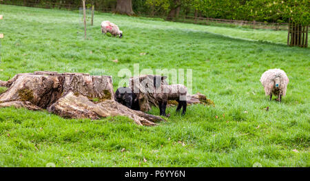 Agneaux jouer autour d'une souche d'arbre, le Northamptonshire. Banque D'Images