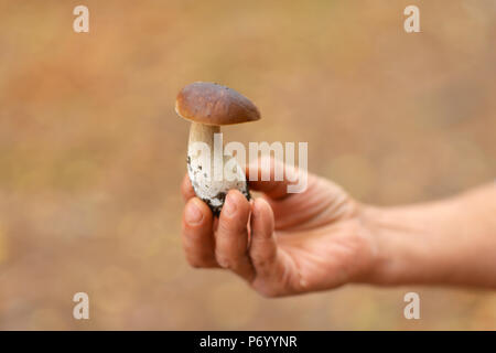 Vue rapprochée de tenir la main de champignons fraîchement cueillis Banque D'Images