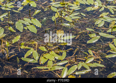 Le potamot à larges feuilles (Potamogeton natans) en fleurs Banque D'Images