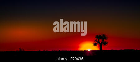 Quiver Tree silhouette sur un coucher de soleil dans la région naturelle de Namaqualand dans la province du Cap du Nord de l'Afrique du Sud libre de with copy space Banque D'Images
