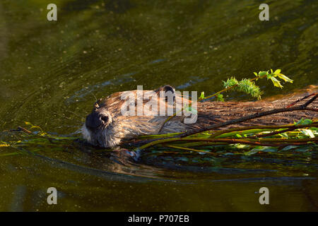 Une image rapprochée d'un castor adulte (Castor Canadensis); nager et tirer une charge de sapplages frais à travers l'eau de son étang de castor Banque D'Images