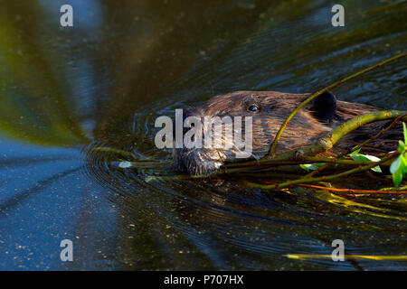 Image rapprochée d'un castor adulte (Castor canadensis); nage et extraction d'une charge de jeunes arbres à travers l'eau de son étang de castors Banque D'Images