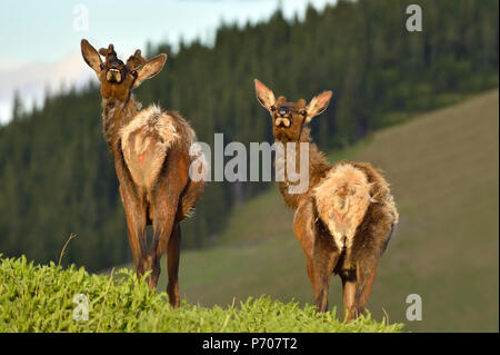 Une paire de jeune taureau' ; 'Cervus elaphus Wapiti debout sur une colline à l'arrière essayant d'odeur le photographe et faire des grimaces comme ils le font. Banque D'Images