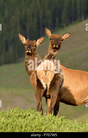 Une verticale de l'image d'une mère et de l'adolescent taureau sauvage 'elk Cervus elaphus' ; debout sur une colline à l'arrière. Banque D'Images