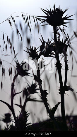 Silhouettes de lait de chardons en fleurs et de l'avoine à l'aube rétroéclairé Banque D'Images