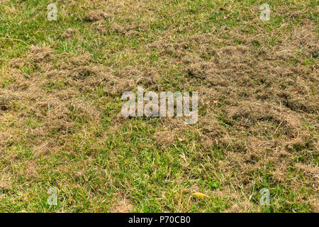 L'herbe tondue vert frais couverts par le foin sec libre Banque D'Images