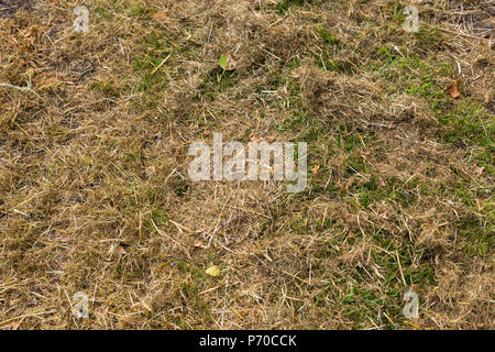 L'herbe tondue vert frais couverts par le foin sec libre Banque D'Images