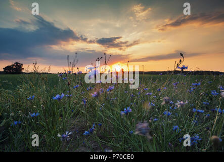 Coucher Soleil nuages orange chaud sur le bleuet sauvage meadow en Pologne, Europe Banque D'Images