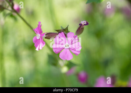 Silene dioica. Red Campion fleurs dans une prairie de fleurs sauvages. Banque D'Images