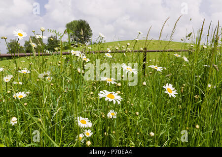 Oxeye ou Marguerites Chien Leucanthemum vulgare latine sauvages poussant dans un point à côté de champs ouverts dans le Shropshire en Angleterre Banque D'Images